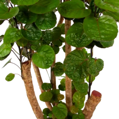 Polyscias Fabian - Aralia - P24 H100 - Kamerplant -Buitentuinwinkel polyscias fabian aralia p24 h100 6 1