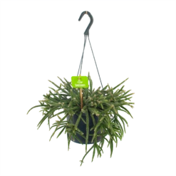Rhipsalis Baccifera - In Hangpot - P17 H40 - Kamerplant