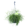Rhipsalis Cassutha - Koraalcactus - In Hangpot - P17 H40 - Kamerplant
