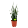 Sansevieria Fernwoord Mikado - Vrouwentong - P19 H75 - Kamerplant