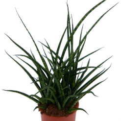 Sansevieria Fernwoord Punk - Vrouwentong - P17 H60 - Kamerplant -Buitentuinwinkel sansevieria fernwoord punk vrouwentong p17 h60 kamerplant 2