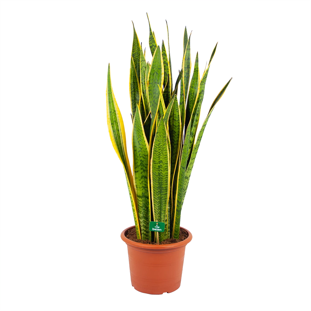 Sansevieria Laurentii - Vrouwentong - p30 h110 - Kamerplant Sansevieria Laurentii - Vrouwentong - P30 H110 - Kamerplant -Buitentuinwinkel sansevieria laurentii vrouwentong p30 h110 kamerplant 1