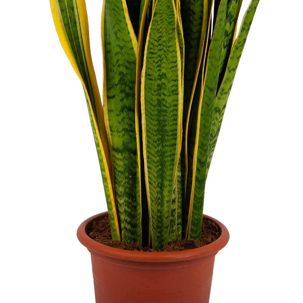 Sansevieria Laurentii - Vrouwentong - p30 h110 - Kamerplant Sansevieria Laurentii - Vrouwentong - P30 H110 - Kamerplant -Buitentuinwinkel sansevieria laurentii vrouwentong p30 h110 kamerplant 2