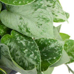 Scindapsus Pictus Silvery Ann - Epipremnum - In Hangpot - P15 H30 - Kamerplant -Buitentuinwinkel scindapsus pictus silvery ann epipremnum in hangpot p15 h30 6 3