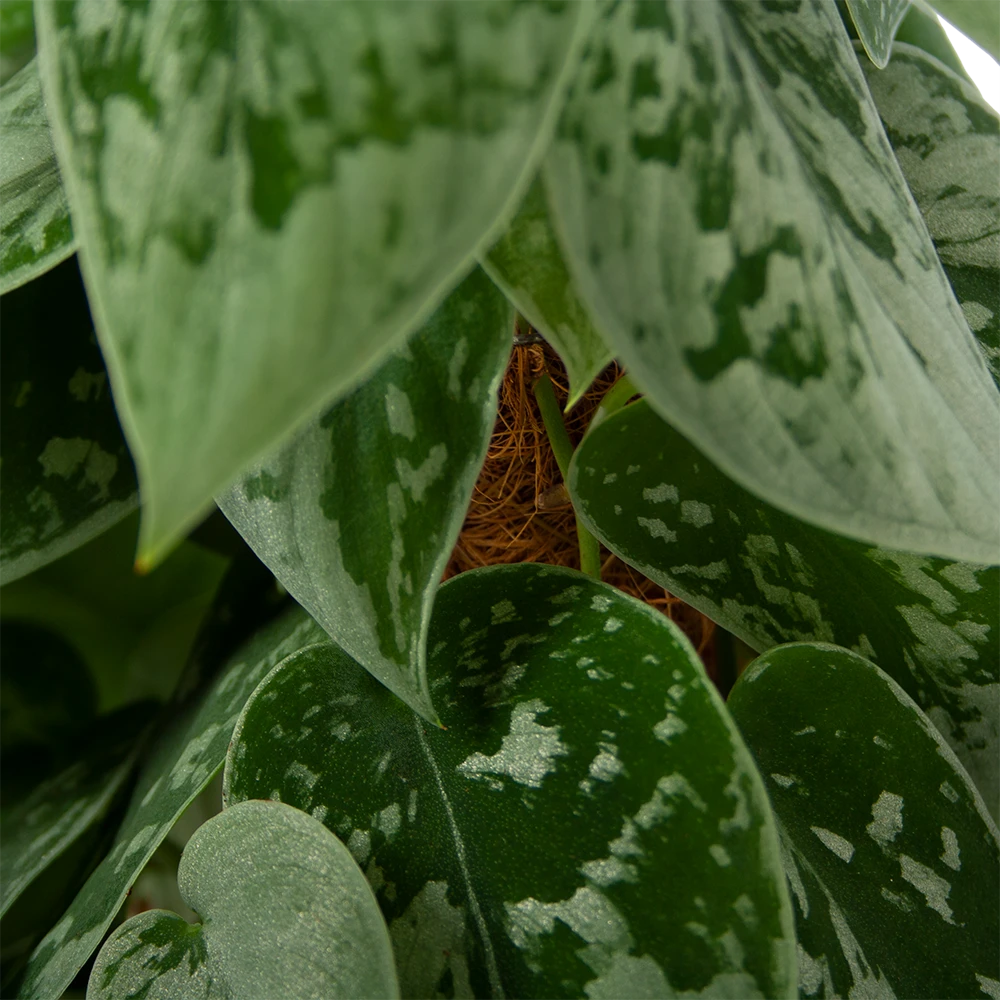 Scindapsus Pictus Silvery Ann op mosstok - Epipremnum - p15 h60 - Kamerplant Scindapsus Pictus Silvery Ann Op Mosstok - Epipremnum - P15 H60 - Kamerplant -Buitentuinwinkel scindapsus pictus silvery ann op mosstok epipremnum p15 h60 4 2