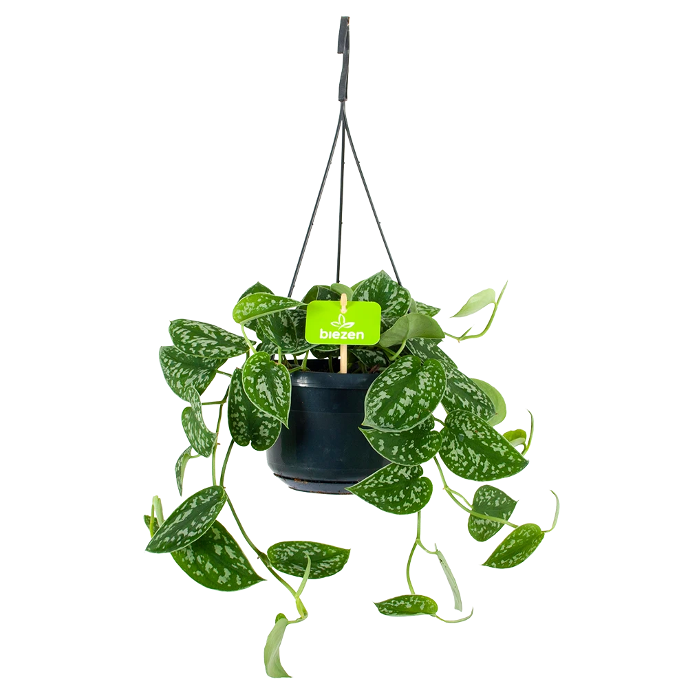 Scindapsus Pictus Trebie - Epipremnum - in Hangpot - p15 h20 - Kamerplant Scindapsus Pictus Trebie - Epipremnum - In Hangpot - P15 H20 - Kamerplant -Buitentuinwinkel scindapsus pictus trebie epipremnum in hangpot p15 1 1