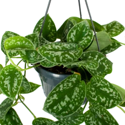 Buitentuinwinkel -Buitentuinwinkel scindapsus pictus trebie epipremnum in hangpot p15 5 1