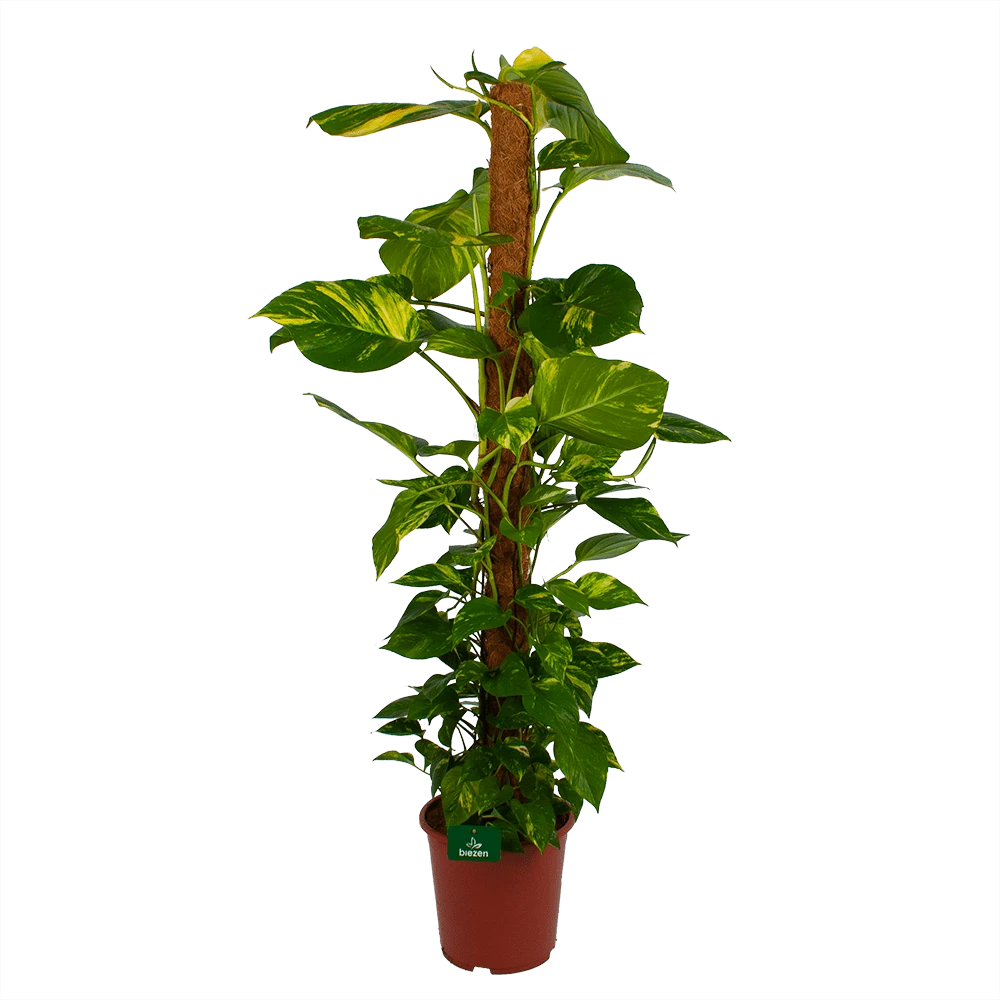 Scindapsus Pinnatum Aureum op mosstok - Epipremnum - p27 h150 - Kamerplant Scindapsus Pinnatum Aureum Op Mosstok - Epipremnum - P27 H150 - Kamerplant -Buitentuinwinkel scindapsus pinnatum aureum op mosstok epipremnum p27 h150 1