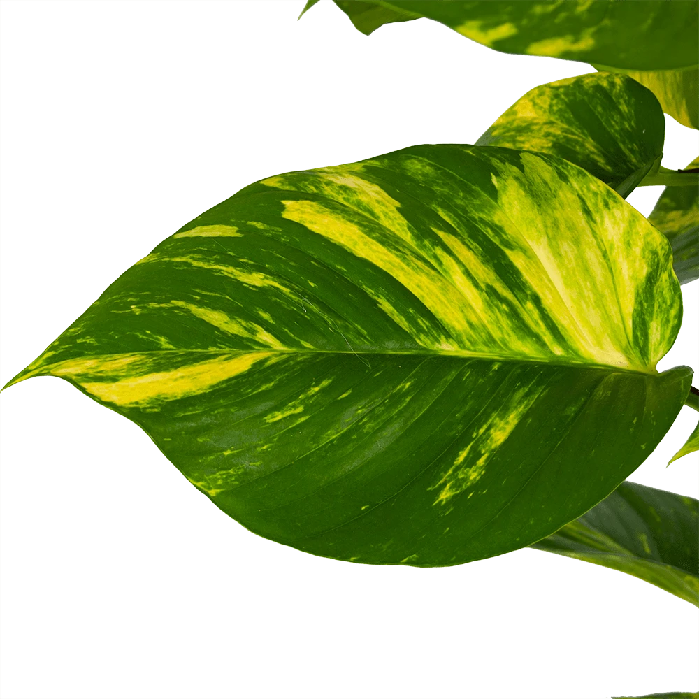 Scindapsus Pinnatum Aureum op mosstok - Epipremnum - p27 h150 - Kamerplant Scindapsus Pinnatum Aureum Op Mosstok - Epipremnum - P27 H150 - Kamerplant -Buitentuinwinkel scindapsus pinnatum aureum op mosstok epipremnum p27 h150 3