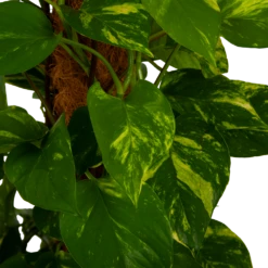 Scindapsus Pinnatum Aureum Op Mosstok - Epipremnum - P27 H150 - Kamerplant 2 Scindapsus Pinnatum Aureum Op Mosstok - Epipremnum - P27 H150 - Kamerplant -Buitentuinwinkel scindapsus pinnatum aureum op mosstok epipremnum p27 h150 4