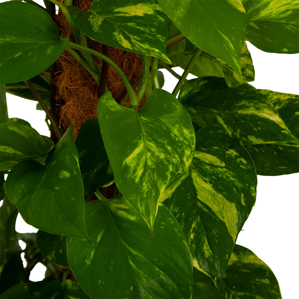 Scindapsus Pinnatum Aureum op mosstok - Epipremnum - p27 h150 - Kamerplant Scindapsus Pinnatum Aureum Op Mosstok - Epipremnum - P27 H150 - Kamerplant -Buitentuinwinkel scindapsus pinnatum aureum op mosstok epipremnum p27 h150 4