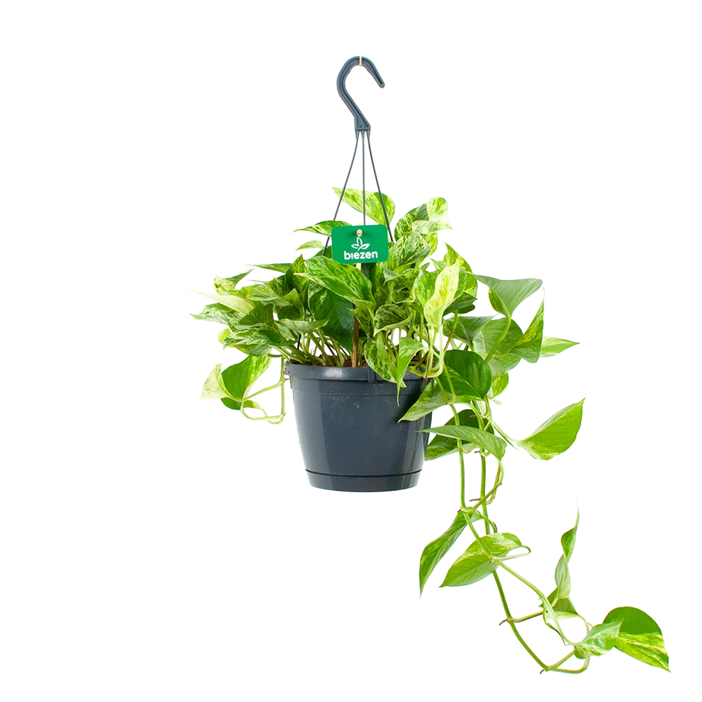 Scindapsus Pinnatum Marble Queen - Epipremnum - Hangpot - p17 h35 - Kamerplant Scindapsus Pinnatum Marble Queen - Epipremnum - Hangpot - P17 H35 - Kamerplant -Buitentuinwinkel scindapsus pinnatum marble queen epipremnum p17 h35 4