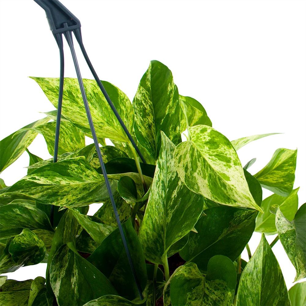 Scindapsus Pinnatum Marble Queen - Epipremnum - Hangpot - p17 h35 - Kamerplant Scindapsus Pinnatum Marble Queen - Epipremnum - Hangpot - P17 H35 - Kamerplant -Buitentuinwinkel scindapsus pinnatum marble queen epipremnum p17 h35 5