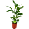 Strelitzia Nicolai - Paradijsvogelpant - P19 H80 - Kamerplant
