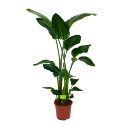 Strelitzia Nicolai - Paradijsvogelpant - P27 H180 - Kamerplant