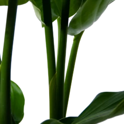 Strelitzia Nicolai - Paradijsvogelpant - P30 H130 - Kamerplant -Buitentuinwinkel strelitzia nicolai paradijsvogelpant p30 h130 5