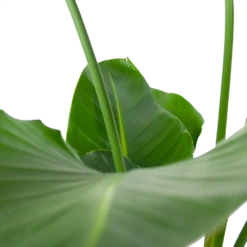 Strelitzia Nicolai - Paradijsvogelpant - P30 H130 - Kamerplant -Buitentuinwinkel strelitzia nicolai paradijsvogelpant p30 h130 6