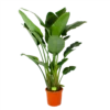 Strelitzia Nicolai - Paradijsvogelpant - P32 H170 - Kamerplant