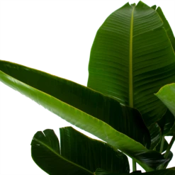 Strelitzia Nicolai - Paradijsvogelpant - P32 H170 - Kamerplant -Buitentuinwinkel strelitzia nicolai paradijsvogelpant p32 h170 6
