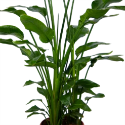 Strelitzia Nicolai - Paradijsvogelpant - P36 H170 - Kamerplant -Buitentuinwinkel strelitzia nicolai paradijsvogelpant p36 h170 kamerplant 4 1