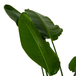 Strelitzia Nicolai - Paradijsvogelpant - P36 H170 - Kamerplant -Buitentuinwinkel strelitzia nicolai paradijsvogelpant p36 h170 kamerplant 6