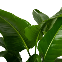 Strelitzia Nicolai - Paradijsvogelpant - P38 H160 - Kamerplant -Buitentuinwinkel strelitzia nicolai paradijsvogelpant p38 h160 4