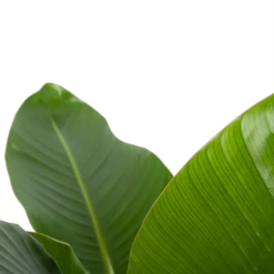 Strelitzia Nicolai - Paradijsvogelplant - P27 H110 - Kamerplant -Buitentuinwinkel strelitzia nicolai paradijsvogelplant p27 h110 6 2