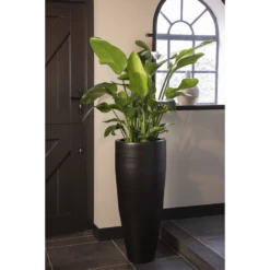 Strelitzia Nicolai - Paradijsvogelplant - P35 H200 - Kamerplant -Buitentuinwinkel strelitzia nicolai paradijsvogelplant p35 h200 5