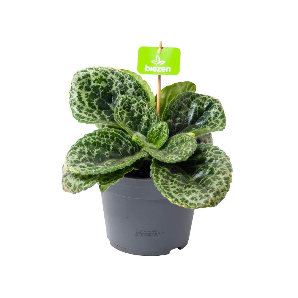 Streptocarpus Pretty Turtle - Schildpad Plant - p17 h35 - Kamerplant Streptocarpus Pretty Turtle - Schildpad Plant - P17 H35 - Kamerplant -Buitentuinwinkel streptocarpus pretty turtle schildpad plant p17 h35 1