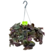 Tradescantia Little Hill - Vaderplant - In Hangpot - P17 H40 - Kamerplant