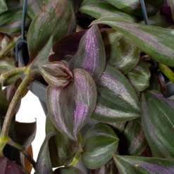 Buitentuinwinkel -Buitentuinwinkel tradescantia puple heart vaderplant p17 h40 5