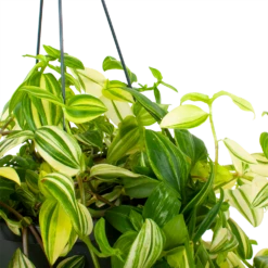 Tradescantia Yellow Hill - Vaderplant - In Hangpot - P17 H40 - Kamerplant -Buitentuinwinkel tradescantia yellow hill vaderplant p17 h40 5
