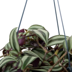 Buitentuinwinkel -Buitentuinwinkel tradescantia zebrina vaderplant p17 h40 5