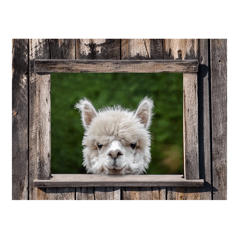 Tuinposter Alpaca doorkijk - 80x60cm Tuinposter Alpaca Doorkijk - 80x60cm -Buitentuinwinkel