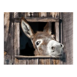 Tuinposter Ezel - 80x60cm