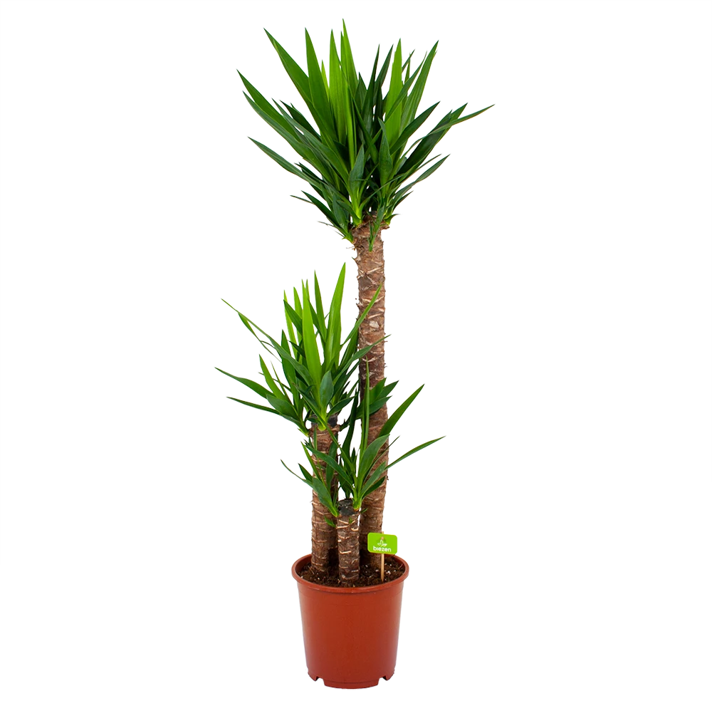 Yucca - Palmlelie - p24 h120 - Kamerplant Yucca - Palmlelie - P24 H120 - Kamerplant -Buitentuinwinkel yucca palmlelie p24 h120 4