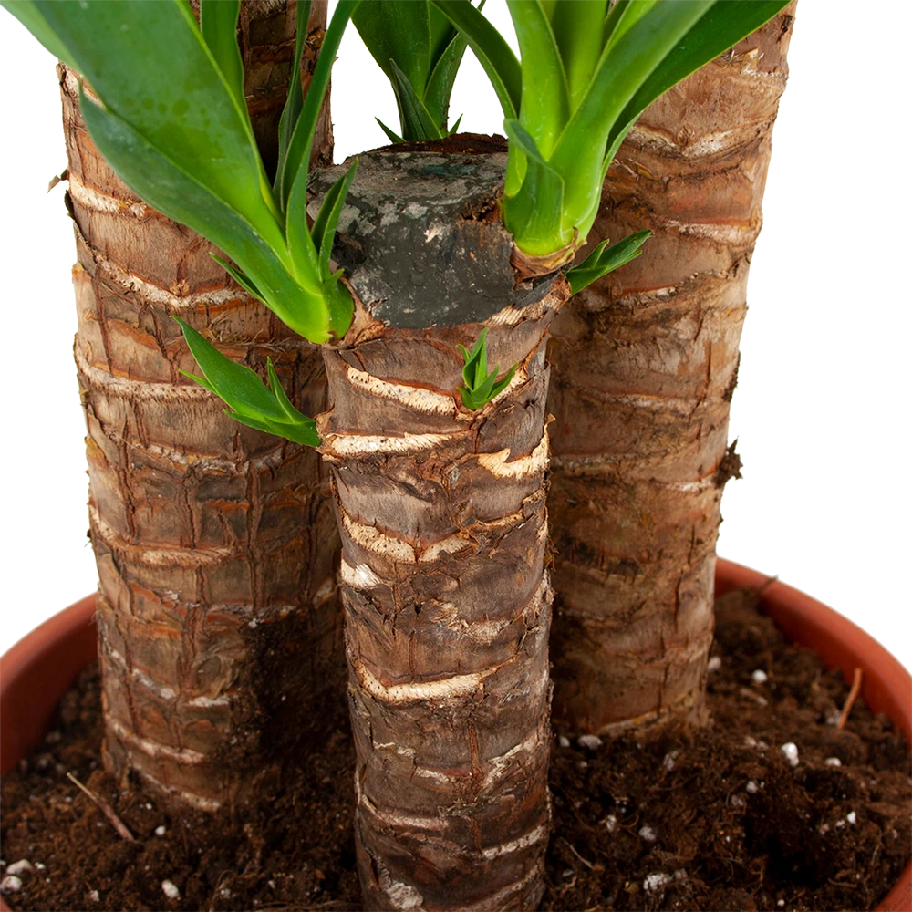 Yucca - Palmlelie - p24 h120 - Kamerplant Yucca - Palmlelie - P24 H120 - Kamerplant -Buitentuinwinkel yucca palmlelie p24 h120 5