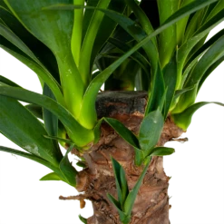 Yucca - Palmlelie - P24 H120 - Kamerplant 2 Yucca - Palmlelie - P24 H120 - Kamerplant -Buitentuinwinkel yucca palmlelie p24 h120 6