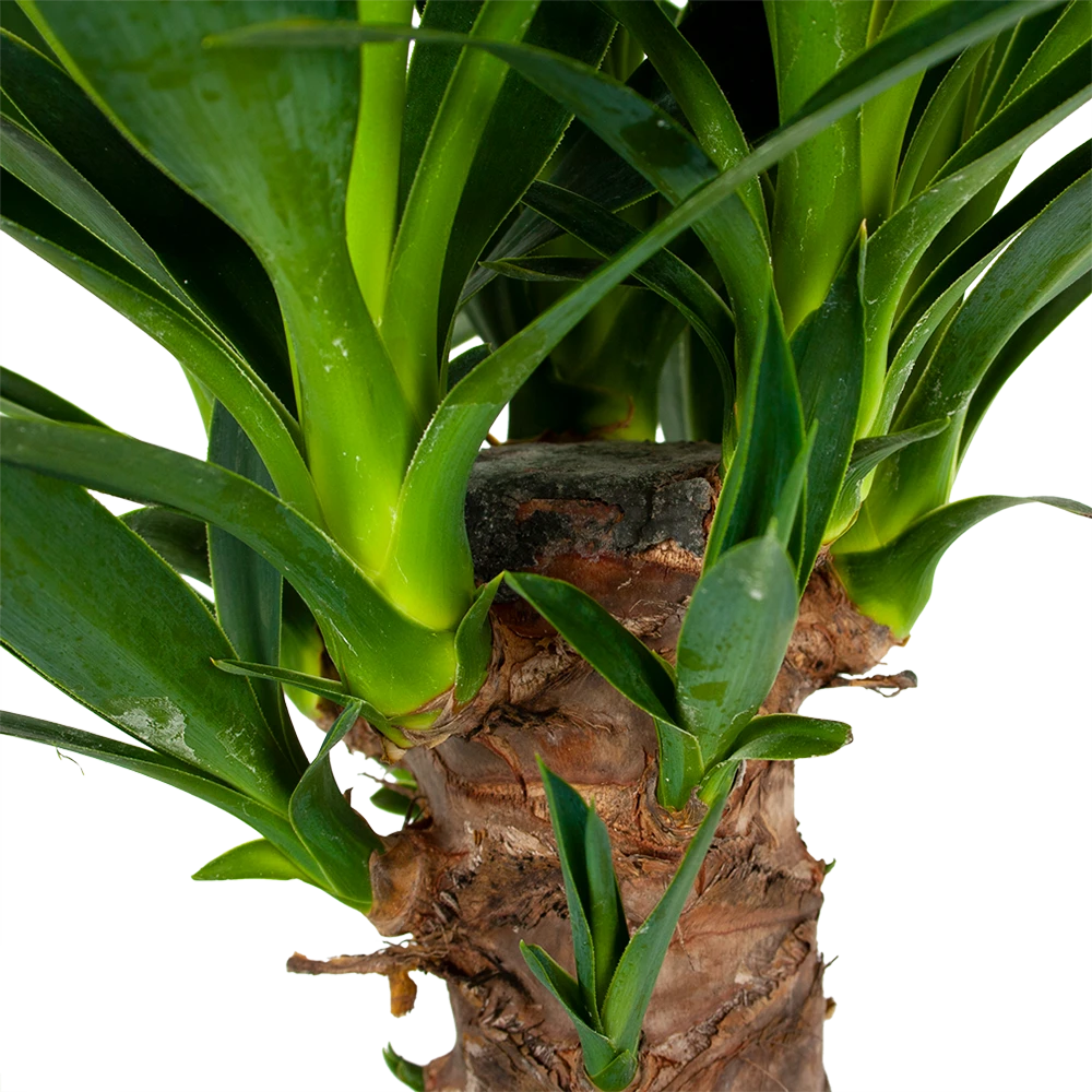 Yucca - Palmlelie - p24 h120 - Kamerplant Yucca - Palmlelie - P24 H120 - Kamerplant -Buitentuinwinkel yucca palmlelie p24 h120 6