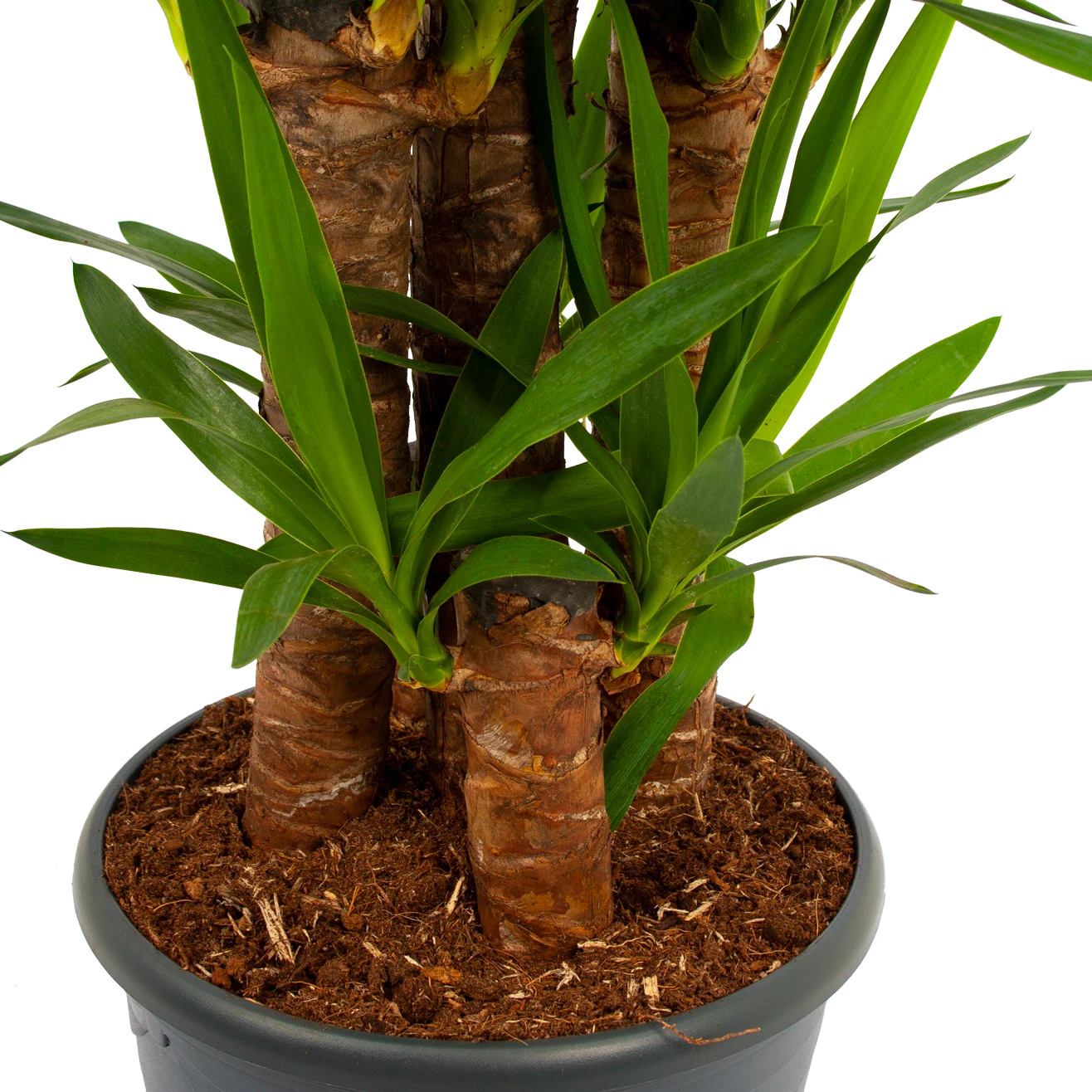 Yucca - Palmlelie - p29 h150 - Kamerplant Yucca - Palmlelie - P29 H150 - Kamerplant -Buitentuinwinkel yucca palmlelie p29 h150 5 2