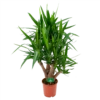 Yucca - Vertakt - Palmlelie - P24 H100 - Kamerplant