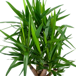Yucca - Vertakt - Palmlelie - P24 H100 - Kamerplant 2 Yucca - Vertakt - Palmlelie - P24 H100 - Kamerplant -Buitentuinwinkel yucca vertakt palmlelie p24 h100 6 1