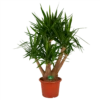 Yucca - Vertakt - Palmlelie - P45 H170 - Kamerplant