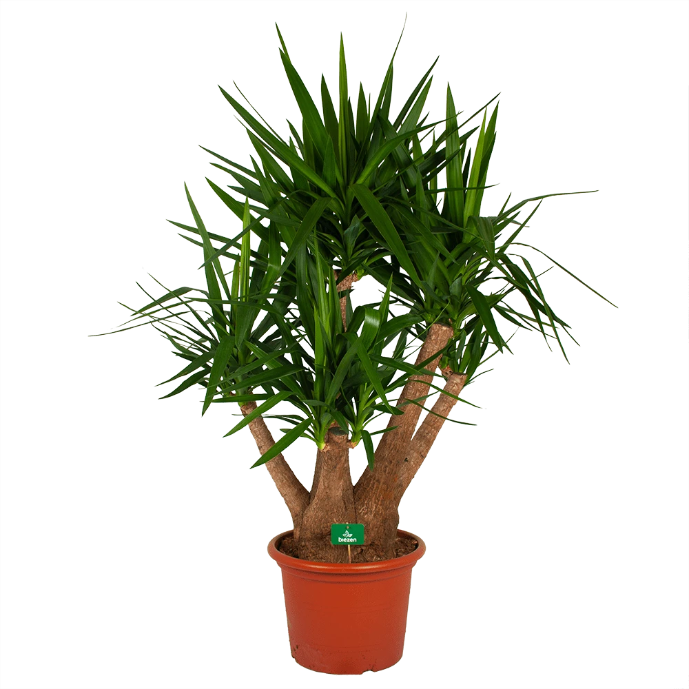 Yucca - Vertakt - Palmlelie - p45 h170 - Kamerplant Yucca - Vertakt - Palmlelie - P45 H170 - Kamerplant -Buitentuinwinkel yucca vertakt palmlelie p45 h170 kamerplant 1