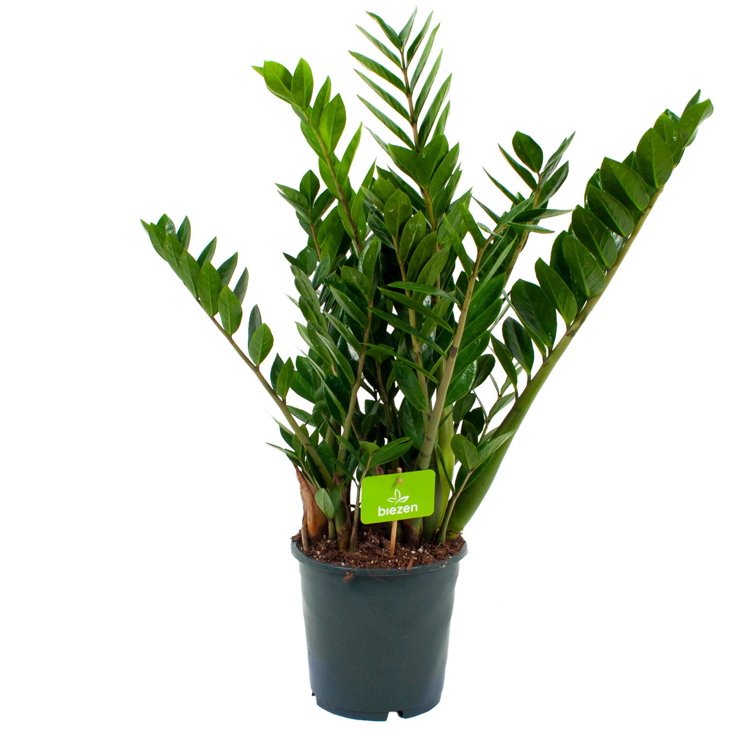 Zamioculcas zamiifolia - Emerald palm - p21 h80 - Kamerplant Zamioculcas Zamiifolia - Emerald Palm - P21 H80 - Kamerplant -Buitentuinwinkel zamioculcas zamiifolia emerald palm p21 h80 4
